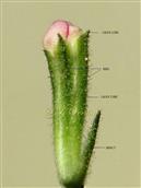  Flower showing hairy Bract and Calyx